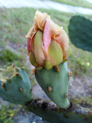 [At the top of one small areole is a closed bloom where the only segments of pink and yellow are showing. Most of what is showing is the light green underside of the still tightly closed petals. The closed bloom is twirled sort of like a twistee ice cream cone. At the top fo the bloom are speckles of white dew drops. ]